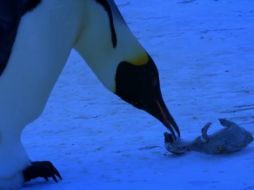 La grabación de poco más de un minuto, muestra a uno de los pingüinos que mueve con su pico a su polluelo congelado. ESPECIAL /