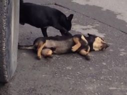 El perro mueve a su amigo tratando de hacer que reaccione. ESPECIAL /