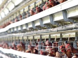 Recuperación. La industria vislumbra una expansión de 1.7% para el año. REUTERS /