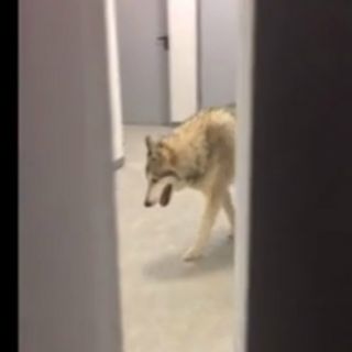 Deportista halla a lobo en Villa Olímpica de Sochi