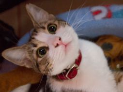 Los gatos han demostrado en los últimos años ser sumamente populares en la red de redes. NTX /