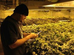 Legisladores confían que en este año, la regulación del consumo de mariguana en el DF sea una realidad. ARCHIVO /