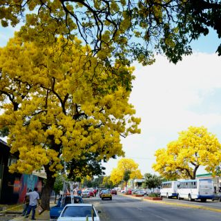 Florece la primavera en invierno