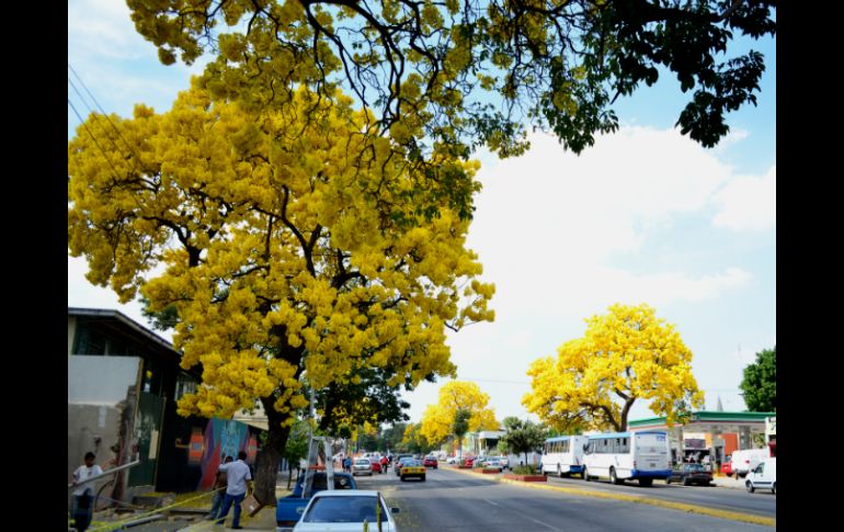 El florecimiento de estos árboles es una de las bellezas que caracteriza a nuestra ciudad.  /