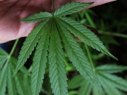 Afirman que buscan que el uso de la mariguana no se convierta en un problema de adicciones. ARCHIVO /