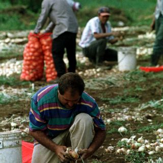 Mueren 60 mil cabezas de ganado en Bolivia por lluvias