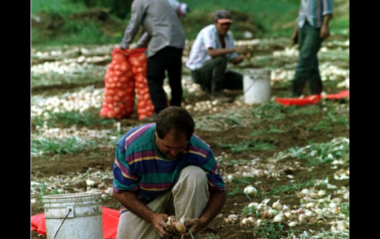 La intensa temporada de lluvias, afecta a un total de 60 mil familias, de las cuales casi 50 mil están dedicadas a la agricultura. ARCHIVO /