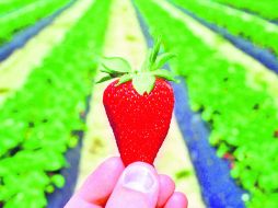 Salud. Las fresas incrementan la función antioxidante del flujo sanguíneo, los eritrocitos y las células mononucleares. AFP /