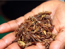 Los estados donde se ha detectado mayor consumo son los de México con 160 especies, Chiapas con 155, Hidalgo 145 y Oaxaca 134. ARCHIVO /