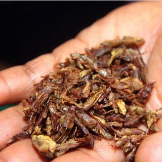 Censo de insectos nutritivos avanza en UNAM