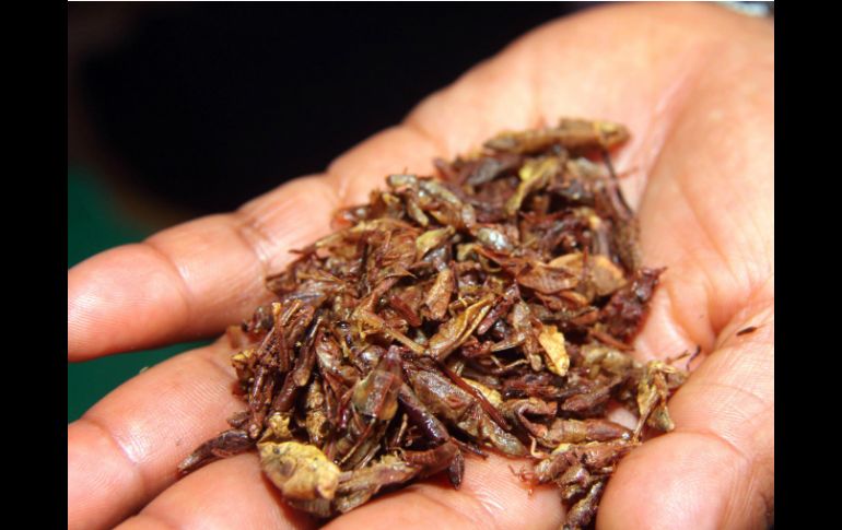 Los estados donde se ha detectado mayor consumo son los de México con 160 especies, Chiapas con 155, Hidalgo 145 y Oaxaca 134. ARCHIVO /