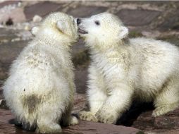 Los osos polares se desplazan en la tundra y las placas de hielo flotantes  a la búsqueda de comida y pareja. ARCHIVO /