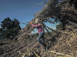 Los especialistas aseguran que inversión y mejora tecnológica impulsarán al campo, pero,sin jóvenes, no habrá progreso que se sostenga.  /