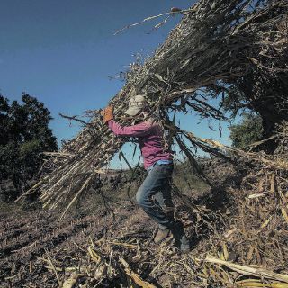 El campo mexicano busca jóvenes