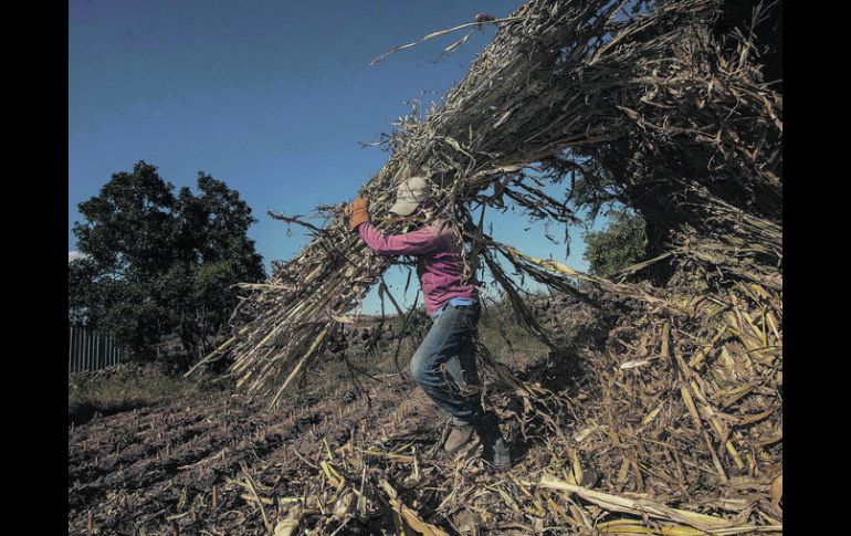 Los especialistas aseguran que inversión y mejora tecnológica impulsarán al campo, pero,sin jóvenes, no habrá progreso que se sostenga.  /