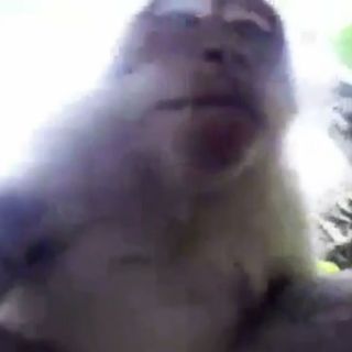 Chango hace 'selfie' tras robar cámara