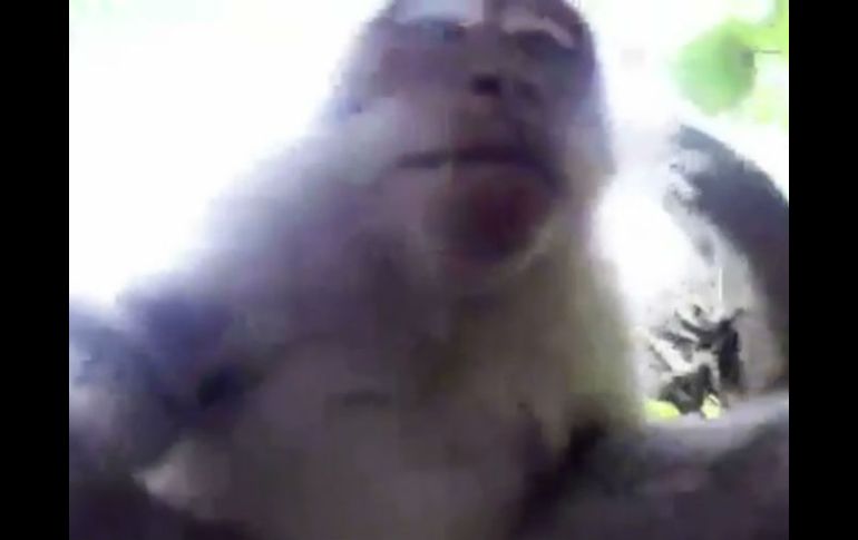 El mono filmándose. ESPECIAL /