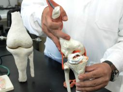 Los cartílagos están en muchas articulaciones para protegerlas del contacto y fricción con los huesos, comenta la especialista. ESPECIAL /