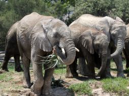 El número de elefantes víctimas de la caza ilegal en África se ha doblado en la última década. ARCHIVO /