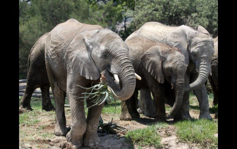 El número de elefantes víctimas de la caza ilegal en África se ha doblado en la última década. ARCHIVO /