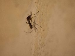 Recuerdan la importancia de tomar medidas para prevenir la proliferación del mosco transmisor del dengue. ARCHIVO /