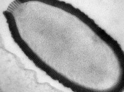 Estos virus son organismos unicelulares, pero que no representan ningún peligro para las personas o animales. AP /