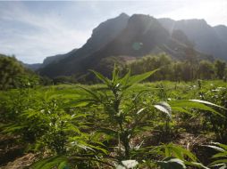 Dice ONU que si México legaliza mariguana, estaría faltando a tratados internacionales en la materia. ARCHIVO /