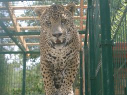Selva, el jaguar que vivirá en la UMA denominada Potrero de Mulas. ESPECIAL /