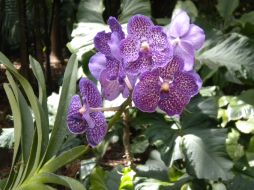 Algunos mecanismos de comunicación de las plantas, pueden llegar a pasar desapercibidos para los seres humanos. ARCHIVO /