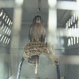 Uno de cada cinco animales es liberado