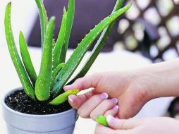 El aloe vera, señala un experto, si no se usa correctamente podría llegar a ser dañino. ESPECIAL /