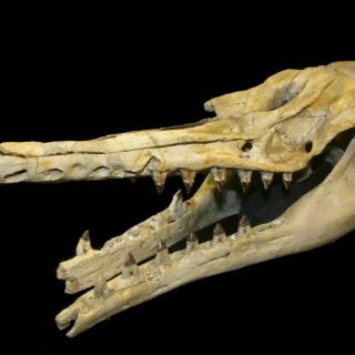 Nuevo fósil de ballena comprueba evolución en la ecolocación