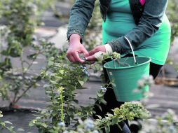Las frutillas jaliscienses llegan a países como Canadá, Alemania, Bélgica, Holanda y España.  /