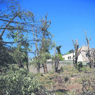 Arrasan con árboles en colonia Hípico Tapatío