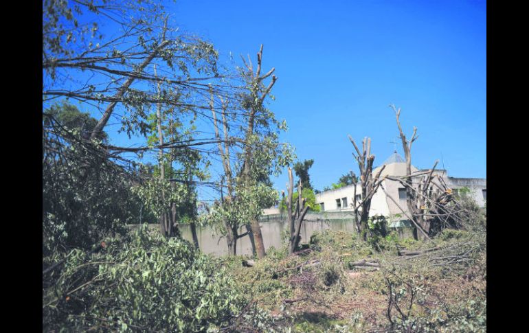 El permiso avalaba la poda de 30% del follaje, tras la operación solo quedaron troncos con algunas ramas.  /