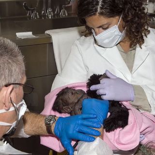 Nace gorila por cesárea en zoológico de San Diego