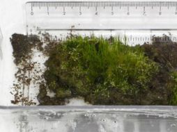 Las muestras de musgo tenían ya una edad de una década cuando se congelaron. AP /