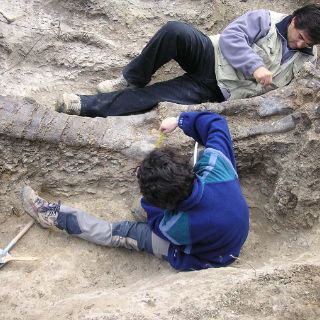 Descubren restos de dinosaurio que vivió hace 66 millones de años