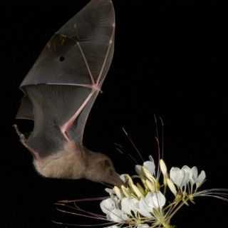 Murciélagos que habitan volcán combaten el dengue