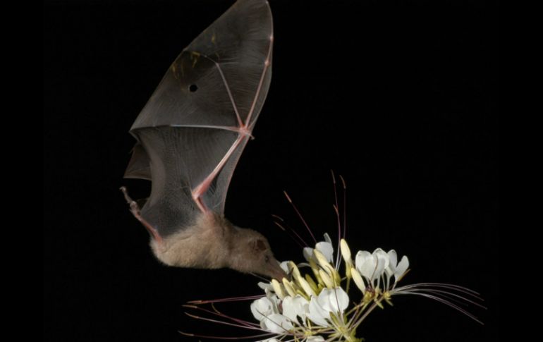 Los murciélagos han viajado hasta Granada para alimentarse, lo que los convierte en grandes exterminadores de plagas e insectos. ARCHIVO /