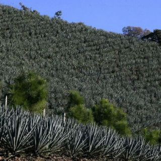 Consiguen frenar tiradero en Paisaje Agavero