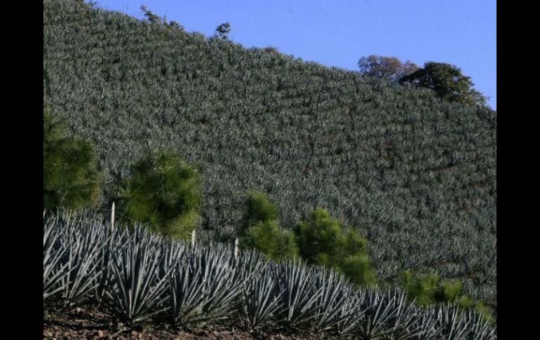 Buscan restaurar los daños al Paisaje Agavero y proceder contra los responsables. ARCHIVO /