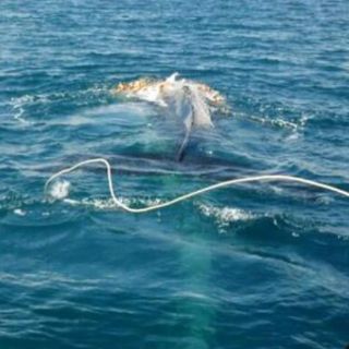 Ballena enmallada en red es rescatada en aguas de BCS