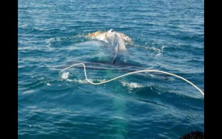 Imagen del rescate de la ballena jorobada de 17 metros rescatada. Foto: @PROFEPA_MX. ESPECIAL /