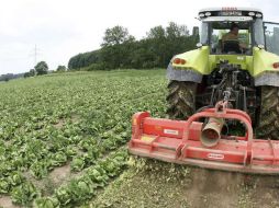 Apuntan que el sector agropecuario es básico para proveer de alimentos adecuados. ARCHIVO /