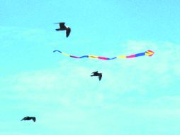 Reflexión. La sociedad a veces perdona al criminal, pero nunca perdona al soñador.  /