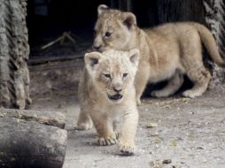 Explican que un nuevo macho que recién se introdujo pudo haber matado a las crías. EFE /