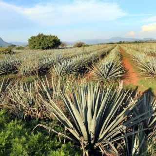 Ruta del tequila en Jalisco y ruta del vino firman convenio