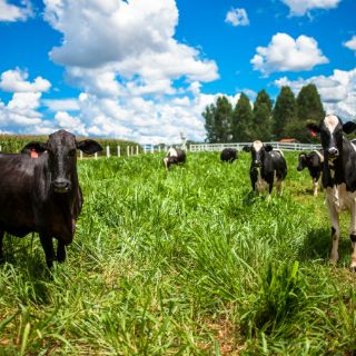 México y Argentina fortalecen relación agropecuaria