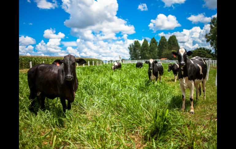 Los Secretarios de Agricultura de ambos países establecen intercambiar conocimientos sobre el desarrollo agropecuario en zonas áridas. ARCHIVO /